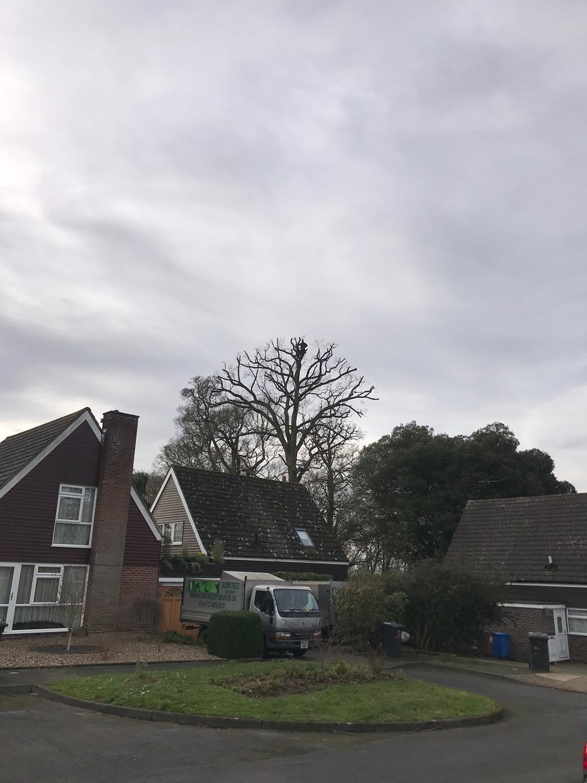 TPO (Tree Preservation Order) Acorn Trees