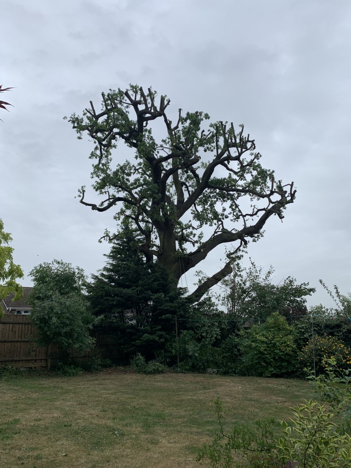TPO (Tree Preservation Order) Acorn Trees